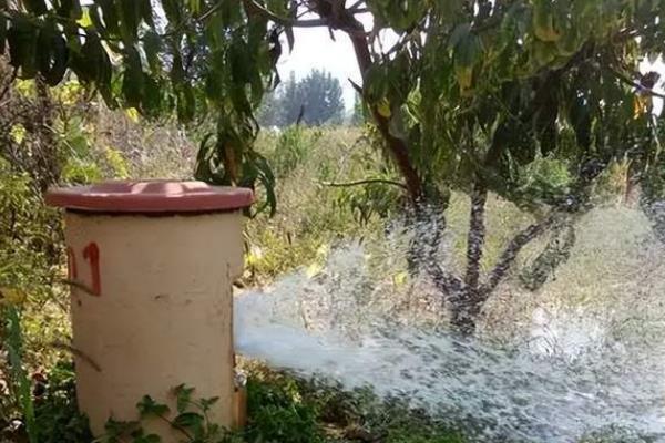 苹果园春季怎么施肥，植株萌芽前要追施磷酸二铵或三元复合肥