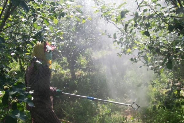 苹果园春季怎么施肥，植株萌芽前要追施磷酸二铵或三元复合肥