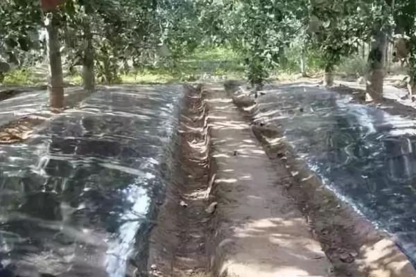 苹果园春季怎么施肥，植株萌芽前要追施磷酸二铵或三元复合肥