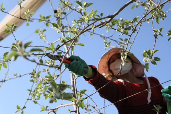 苹果园春季怎么施肥，植株萌芽前要追施磷酸二铵或三元复合肥