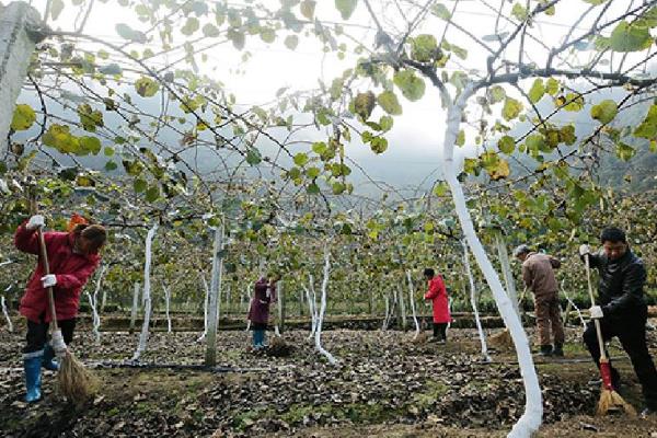 苹果园春季怎么施肥，植株萌芽前要追施磷酸二铵或三元复合肥