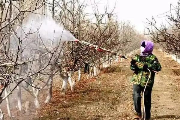苹果园春季怎么施肥，植株萌芽前要追施磷酸二铵或三元复合肥