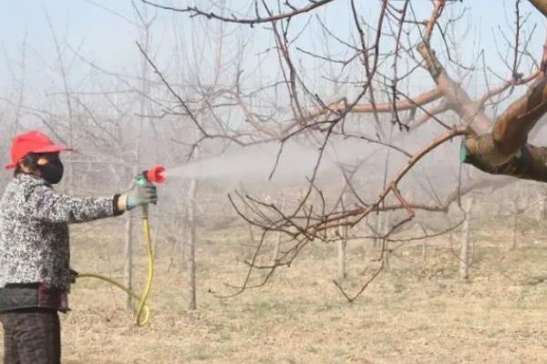 苹果园春季怎么施肥，植株萌芽前要追施磷酸二铵或三元复合肥
