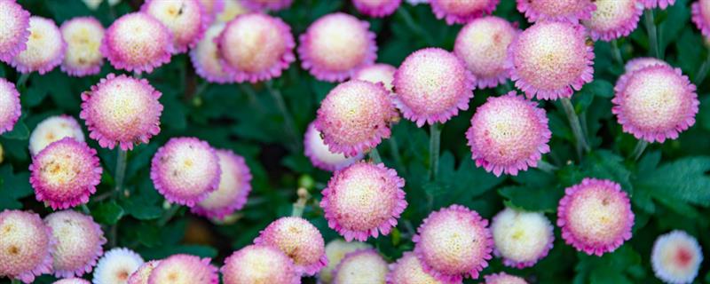 纽扣菊的开花时间，花期一般为5-7月份