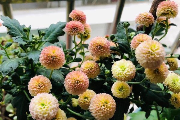 纽扣菊的开花时间，花期一般为5-7月份