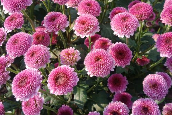 纽扣菊的开花时间，花期一般为5-7月份