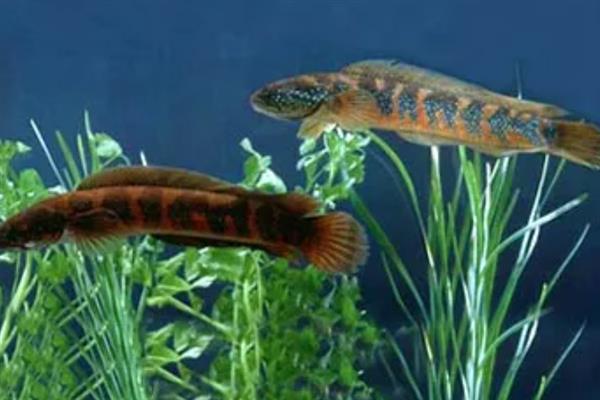 七星鱼简介，其寿命在10年以上