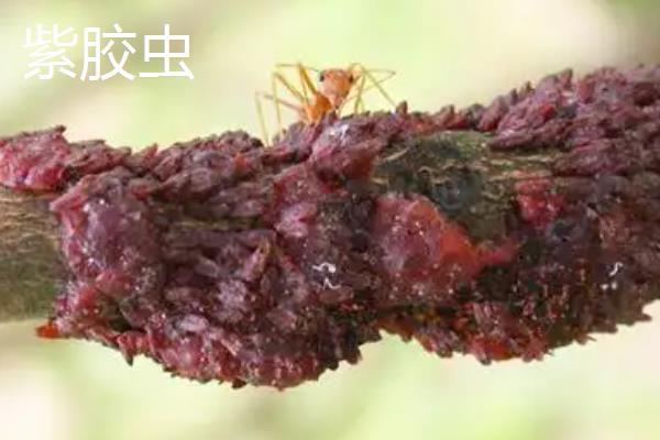 哪些昆虫是有益的，蜜蜂、蜻蜓等品种均是有益动物