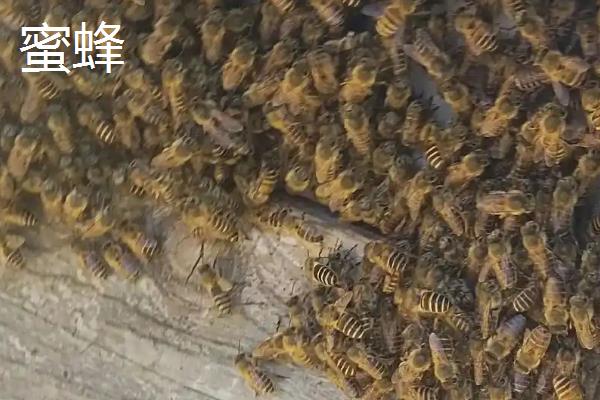 哪些昆虫是有益的，蜜蜂、蜻蜓等品种均是有益动物