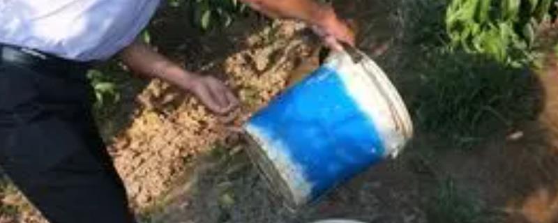 冲施红糖有没有生根效果，能在一定程度上促进根系生长