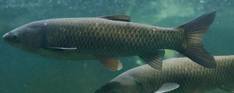 养殖青鱼喂哪些饲料，一般选择颗粒饲料、配方饲料