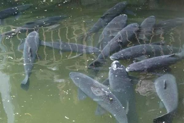 养殖青鱼喂哪些饲料，一般选择颗粒饲料、配方饲料