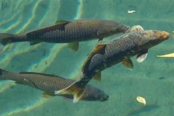 养殖青鱼喂哪些饲料，一般选择颗粒饲料、配方饲料