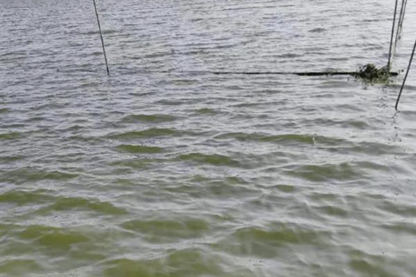 养殖青鱼喂哪些饲料，一般选择颗粒饲料、配方饲料