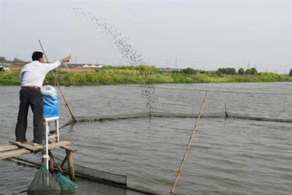 养殖青鱼喂哪些饲料，一般选择颗粒饲料、配方饲料
