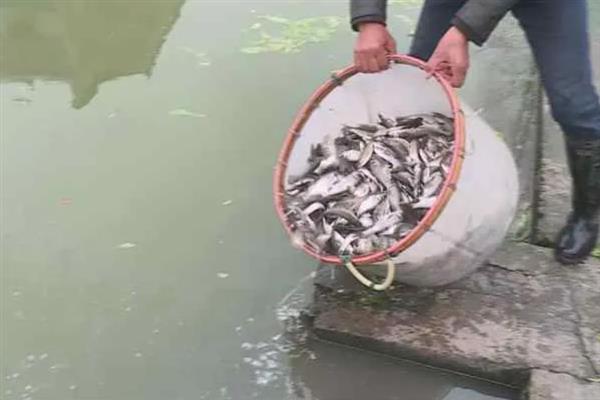 养殖青鱼喂哪些饲料，一般选择颗粒饲料、配方饲料