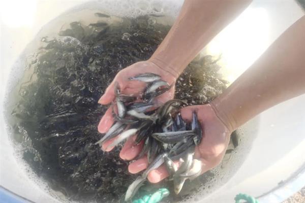 养殖青鱼喂哪些饲料，一般选择颗粒饲料、配方饲料