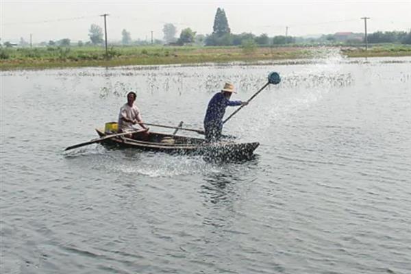 养殖青鱼喂哪些饲料，一般选择颗粒饲料、配方饲料