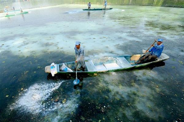 养殖青鱼喂哪些饲料，一般选择颗粒饲料、配方饲料