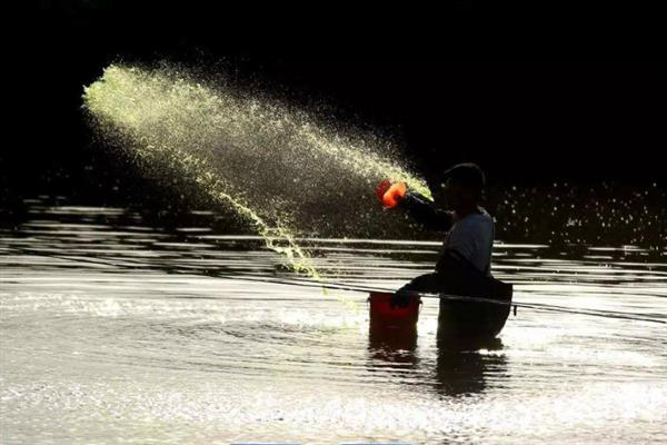 养殖青鱼喂哪些饲料，一般选择颗粒饲料、配方饲料