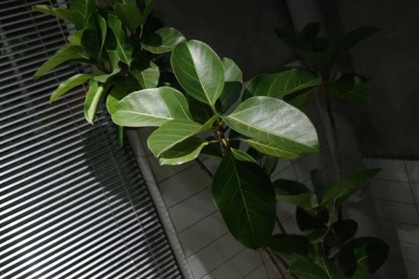 高山榕能不能在家养护，摆放在家中能改善空气质量