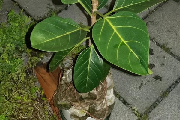 高山榕能不能在家养护，摆放在家中能改善空气质量