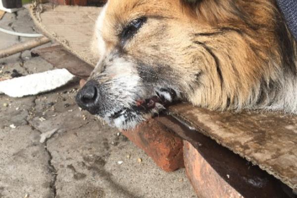 狗为什么吐白沫不进食没精神，常见以下4个原因