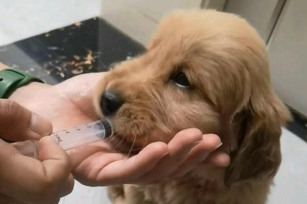 狗为什么吐白沫不进食没精神，常见以下4个原因