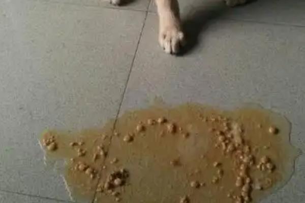 狗为什么吐白沫不进食没精神，常见以下4个原因