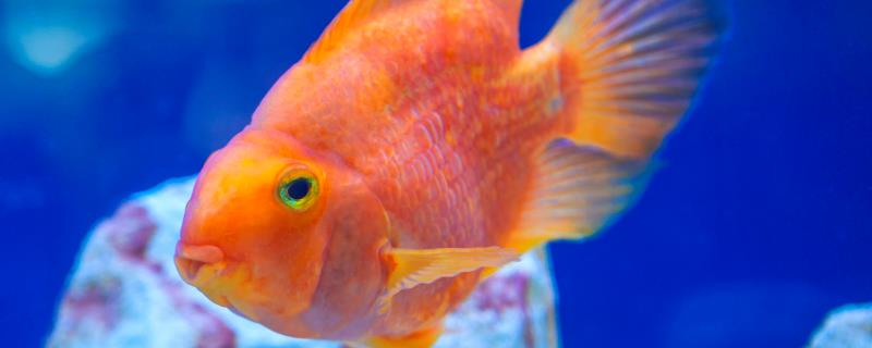 鹦鹉鱼鳍烂的原因，可能是水质水温的问题或打架受伤所致