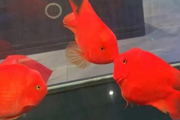 鹦鹉鱼鳍烂的原因，可能是水质水温的问题或打架受伤所致