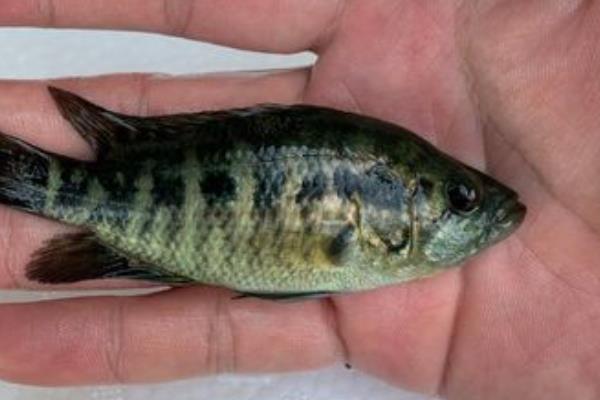老虎斑的养殖方法，主要饵料为鱼虾蟹为主