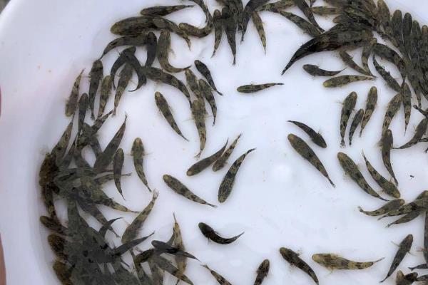老虎斑的养殖方法，主要饵料为鱼虾蟹为主