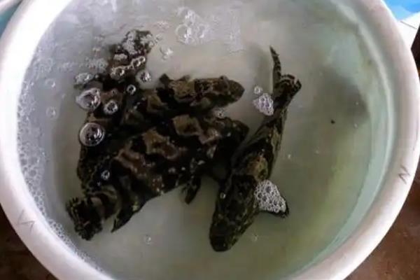 老虎斑的养殖方法，主要饵料为鱼虾蟹为主
