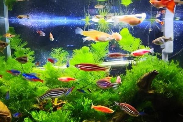斑马鱼不打氧能活多长时间，要看它们生长的环境