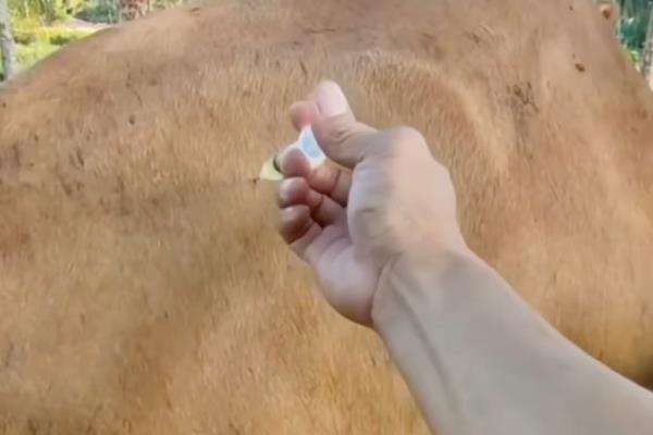 母牛产后胎衣不下怎么处理，可服用益母草水