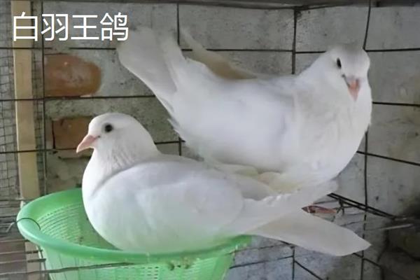 养殖肉鸽的前景，现今市场广阔前景可观