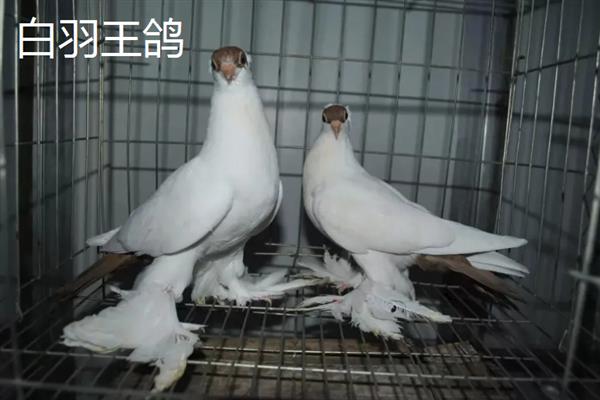 养殖肉鸽的前景，现今市场广阔前景可观
