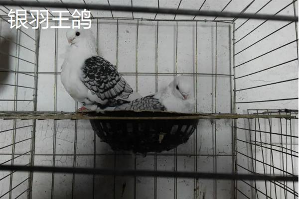 养殖肉鸽的前景，现今市场广阔前景可观
