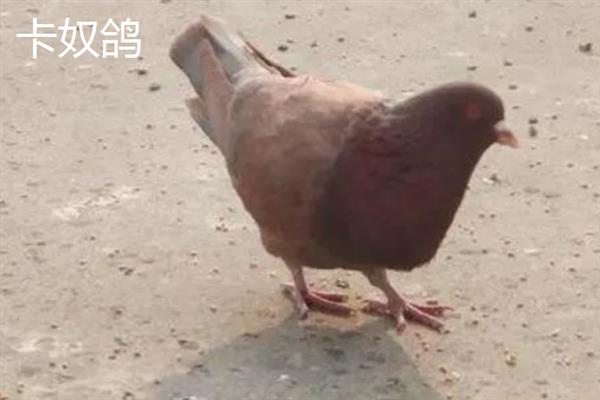 养殖肉鸽的前景，现今市场广阔前景可观