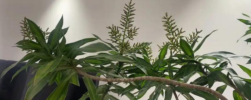 百合竹开花后如何养护，将花茎从基部剪除可节省养分