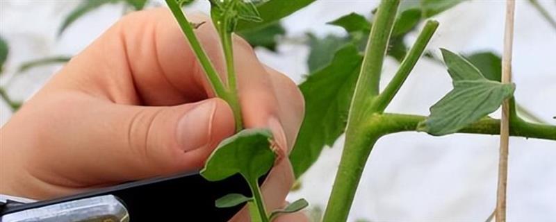 西红柿掐尖打叉的方法，打掉第一穗花下面的侧叉可节省养分