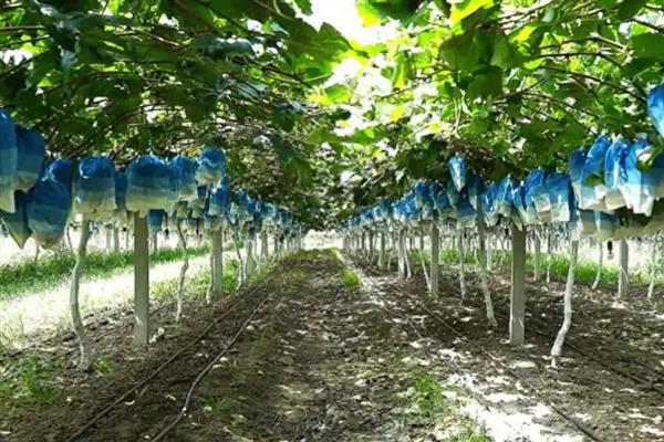 葡萄软果的原因，可能是施肥不当、种植过密等因素所致