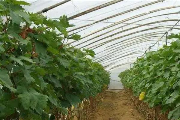 葡萄软果的原因，可能是施肥不当、种植过密等因素所致