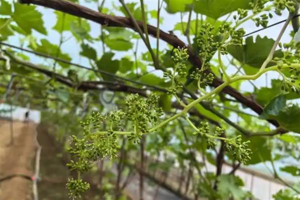 葡萄软果的原因，可能是施肥不当、种植过密等因素所致