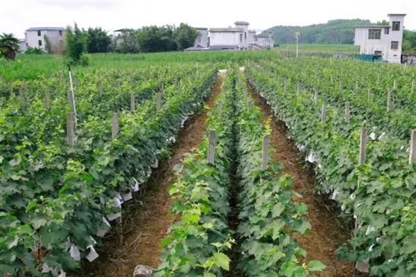 葡萄软果的原因，可能是施肥不当、种植过密等因素所致