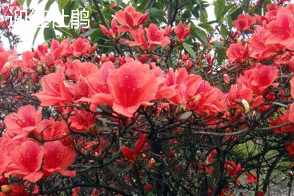哪些花卉开花没有叶子，常见仙人掌、腊梅花等品种