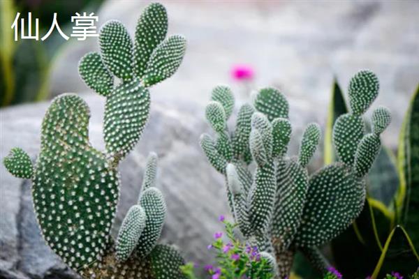 哪些花卉开花没有叶子，常见仙人掌、腊梅花等品种
