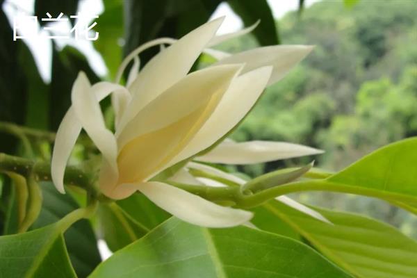 哪些花卉开花没有叶子，常见仙人掌、腊梅花等品种