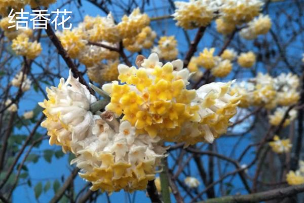 哪些花卉开花没有叶子，常见仙人掌、腊梅花等品种